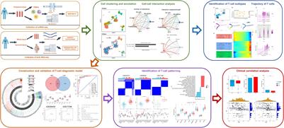 Integrated analysis of single-cell RNA-seq, bulk RNA-seq, Mendelian randomization, and eQTL reveals T cell-related nomogram model and subtype classification in rheumatoid arthritis